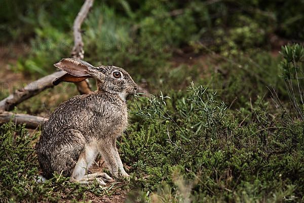 Hare in the bushes during the day in Addo Elephant National Park