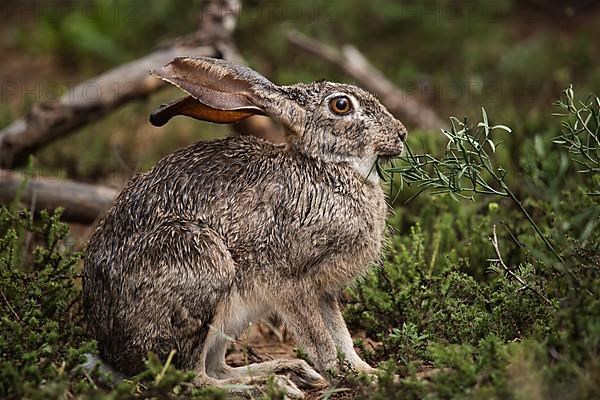 Hare in the bushes during the day in Addo Elephant National Park