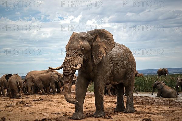 Group of elephants with cubs in Addo Elephant National Park