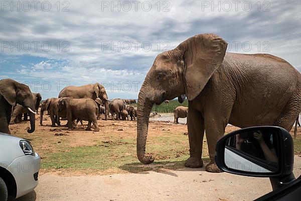 Safari Tourism