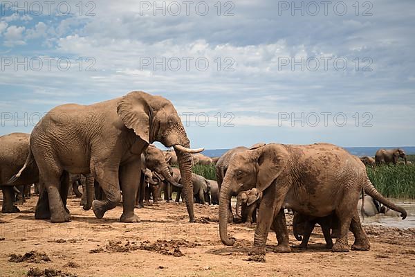 Group of elephants with cubs in Addo Elephant National Park