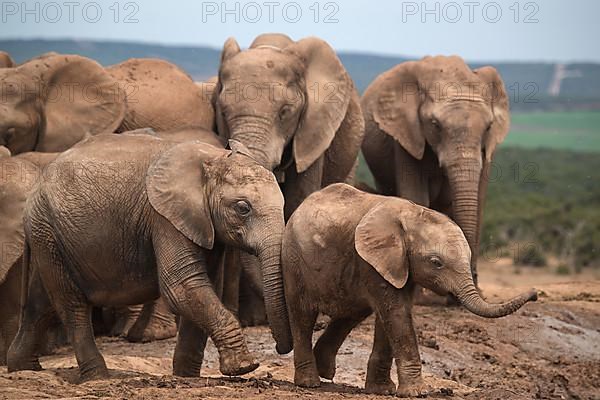 Group of elephants with cubs in Addo Elephant National Park