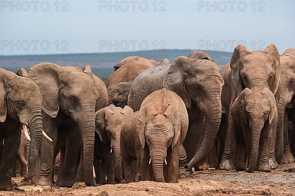 Group of elephants with cubs in Addo Elephant National Park