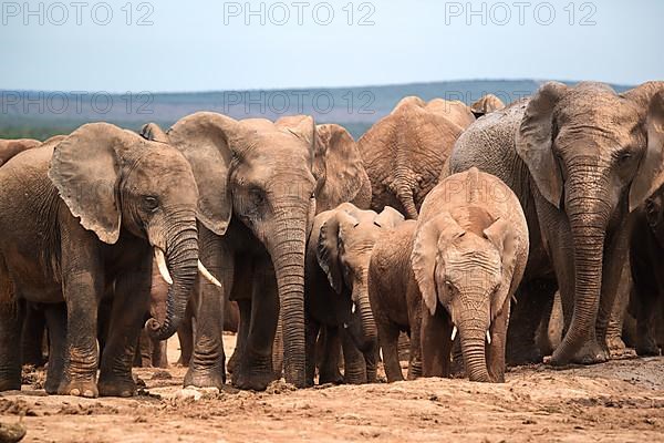 Group of elephants with cubs in Addo Elephant National Park