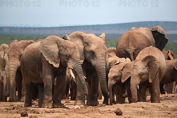 Group of elephants with cubs in Addo Elephant National Park