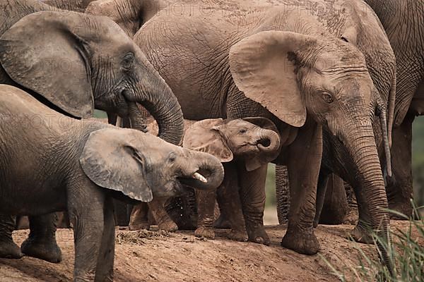 Group of elephants with cubs in Addo Elephant National Park