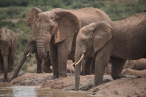 Group of elephants with cubs in Addo Elephant National Park