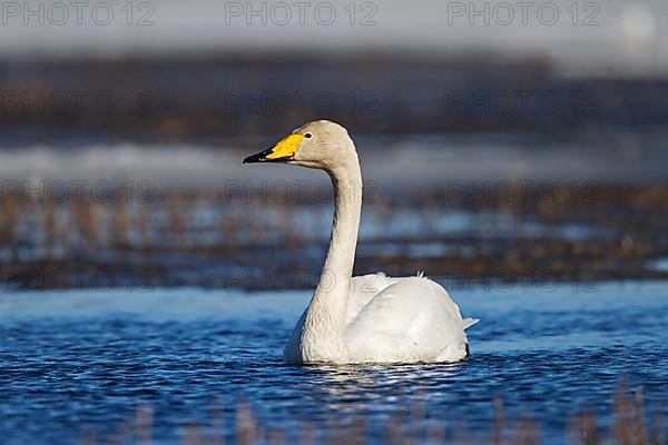 Whooper swan