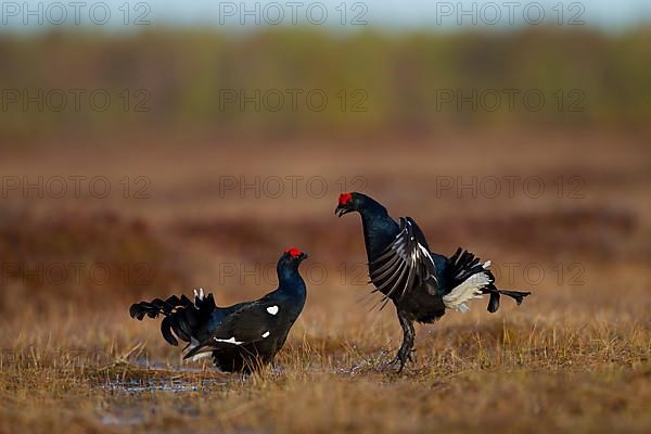 Black grouse