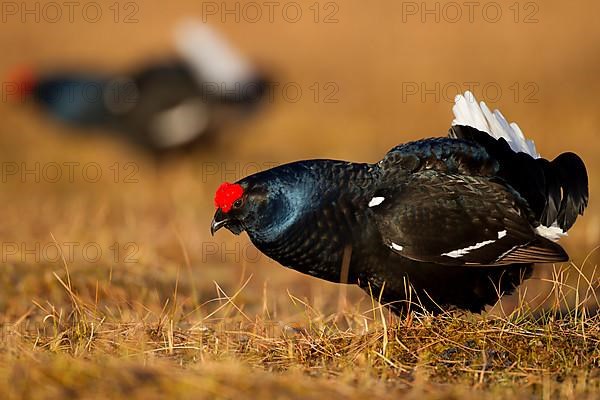 Black grouse