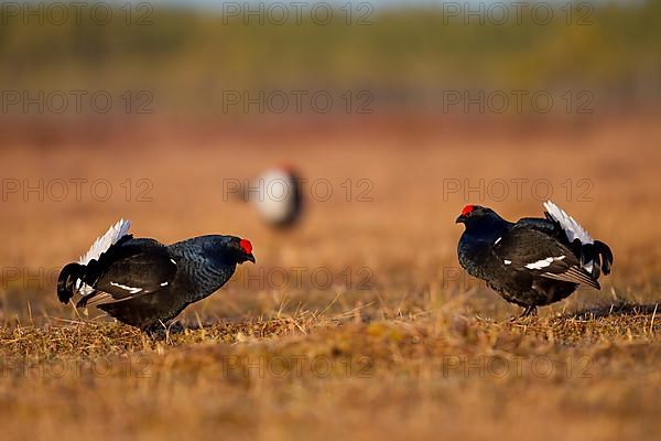 Black grouse