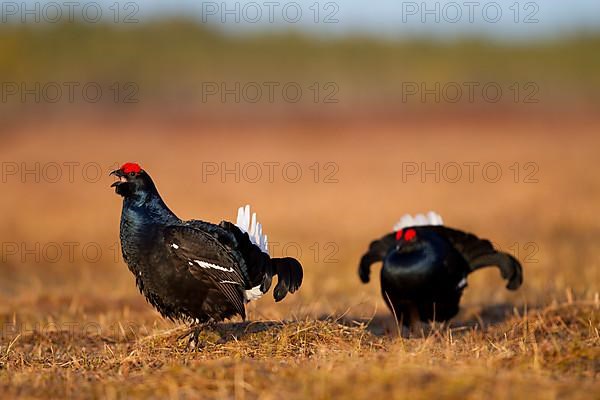 Black grouse