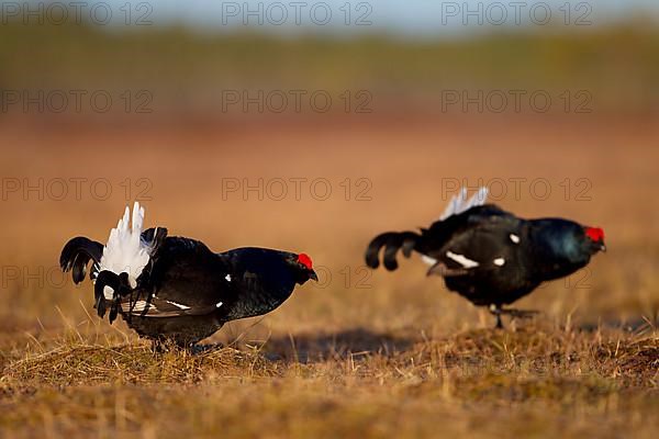 Black grouse