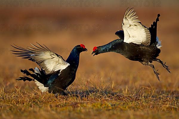 Black grouse