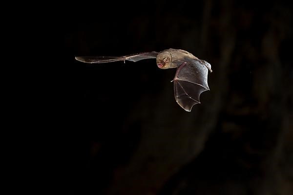 Common bent-wing bat