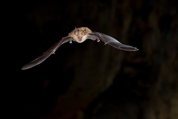 Greater horseshoe bat