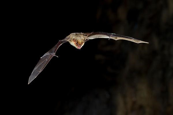 Greater mouse-eared bat