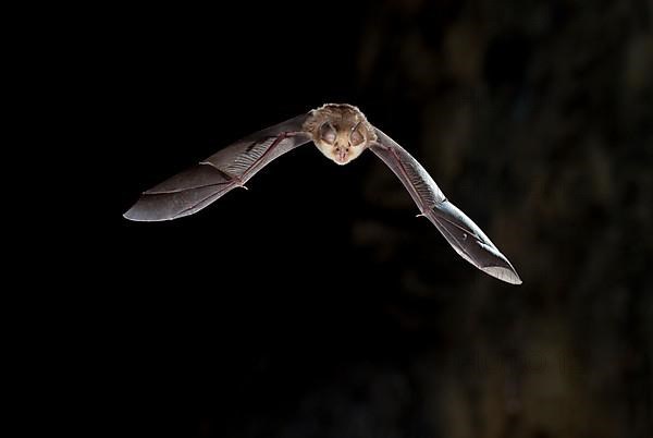 Mehely's horseshoe bat