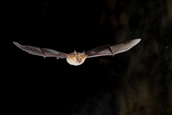 Greater horseshoe bat