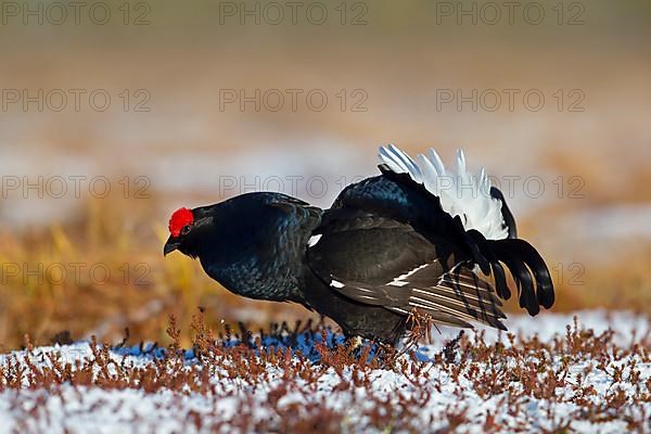 Black grouse