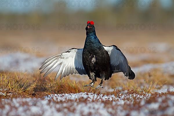 Black grouse