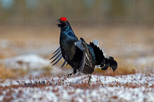 Black grouse