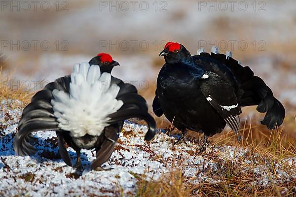 Black grouse