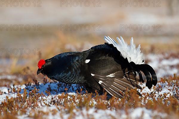 Black grouse