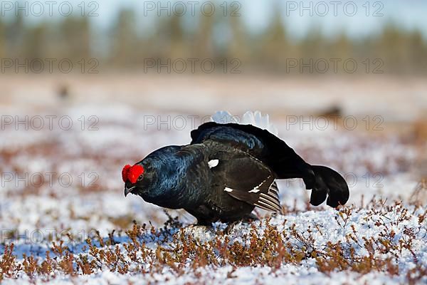 Black grouse