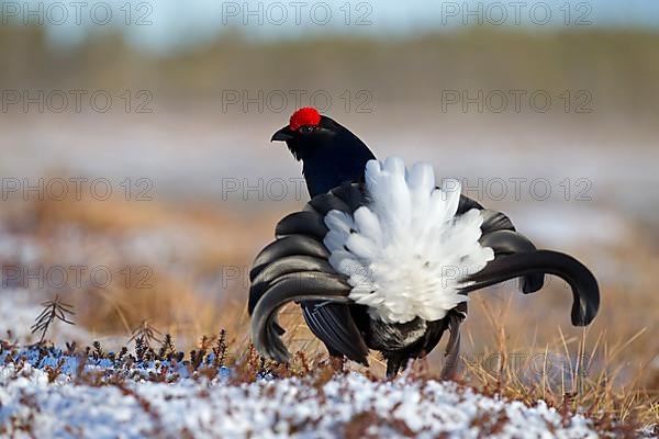 Black grouse