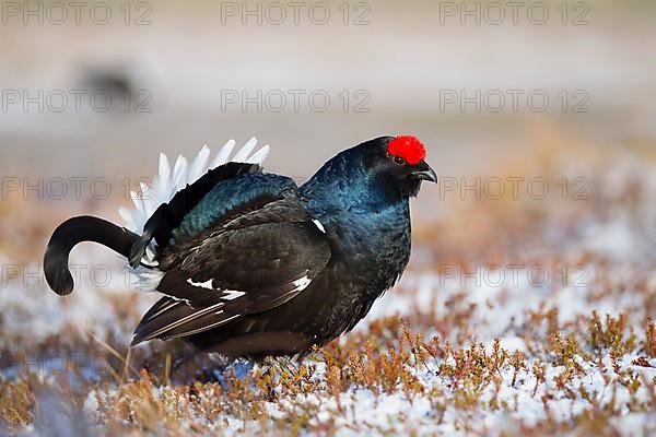 Black grouse