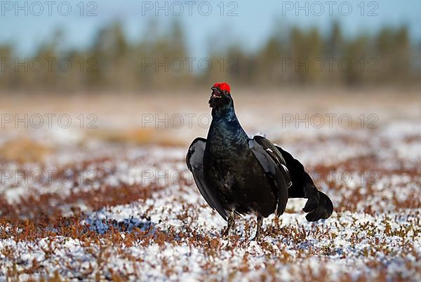 Black grouse