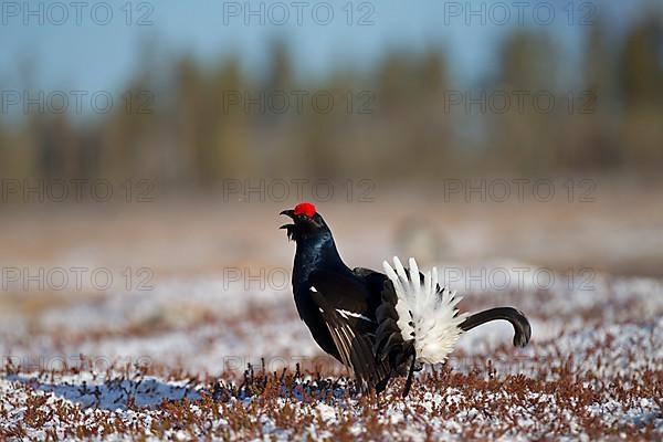 Black grouse