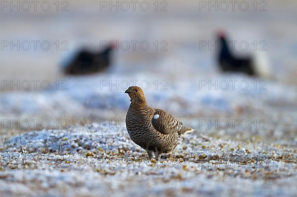 Black grouse