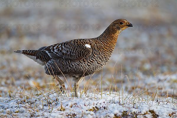 Black grouse