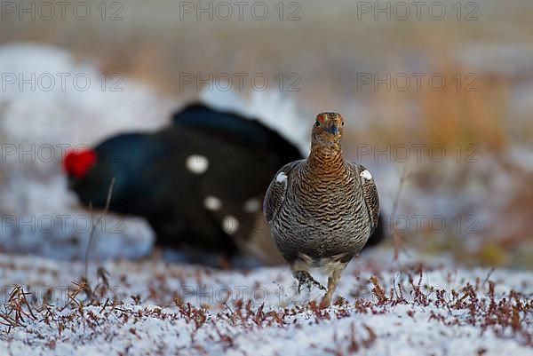 Black grouse