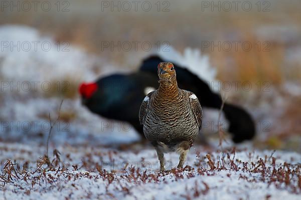 Black grouse