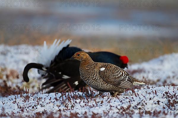 Black grouse