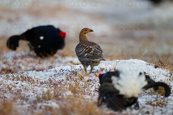 Black grouse