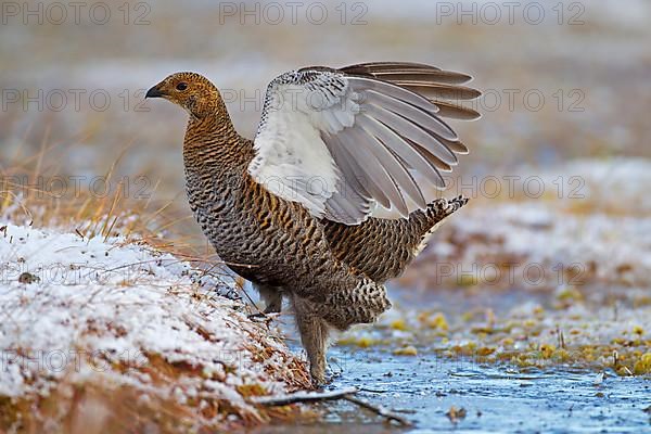 Black grouse