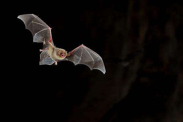 Common bent-wing bat