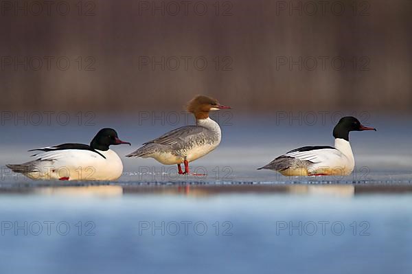 Goosander