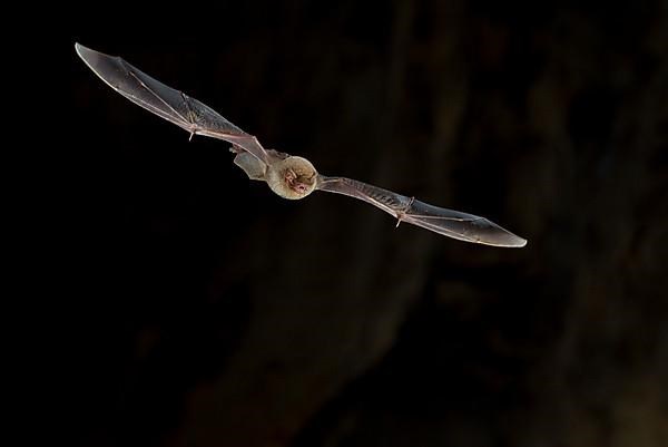 Common bent-wing bat