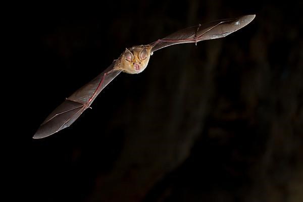 Greater horseshoe bat