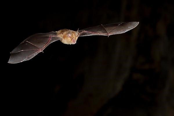 Greater horseshoe bat