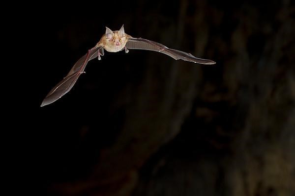 Greater horseshoe bat