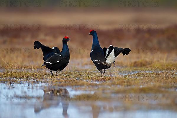 Black grouse