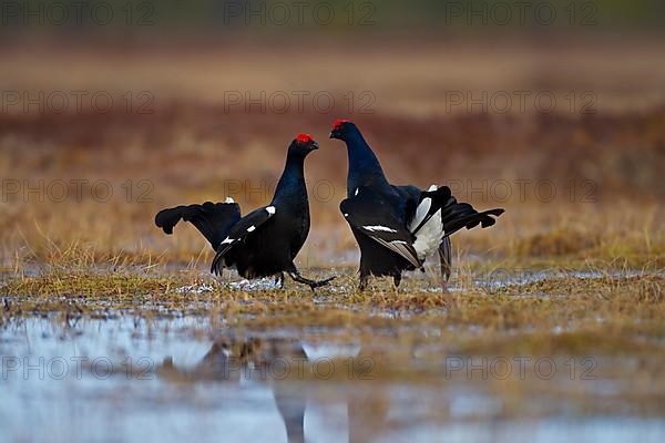 Black grouse