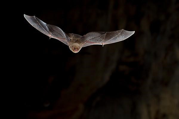 Common bent-wing bat