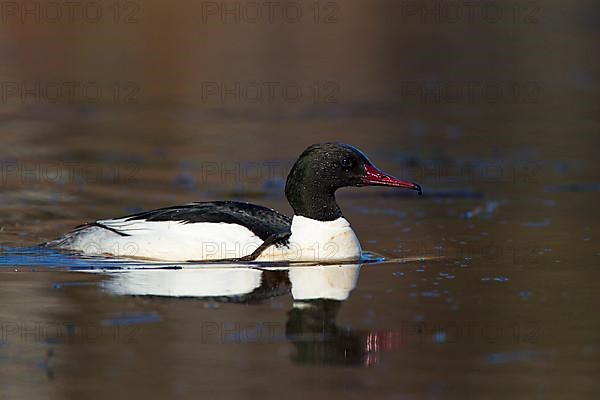 Goosander